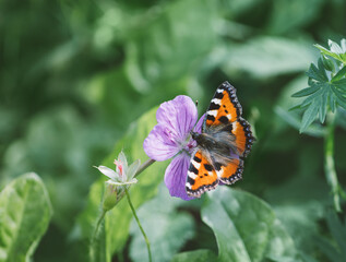 Tortoise butterfly, nettle butterfly on purple flower on a green background close up. Sunny summer day.
