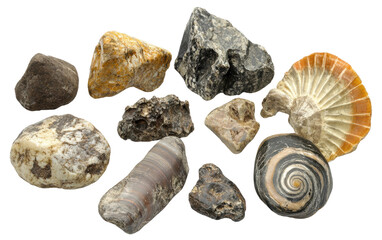 Fossils and minerals collected from diverse geological locations, cut out - stock png.