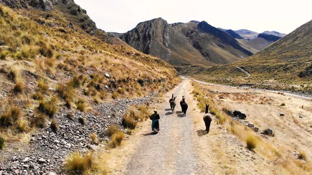 Typical Peruvian Andean woman in the mountains of Peru Arequipa with her alpacas and llamas