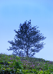 tree in the field