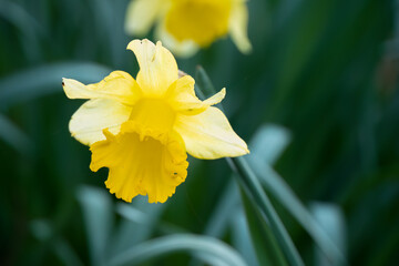 close up of a wild bright yellow daffodil (Narcissus) flower in bloom