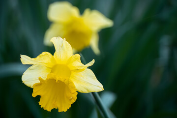 close up of a wild bright yellow daffodil (Narcissus) flower in bloom