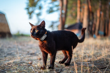 Tracking controlling device for monitoring animals position on independent walk outside. Kitten...