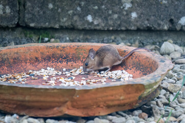 close-up of a wood mouse (long tailed field, Apodemus sylvaticus) feeding in a garden patio area
