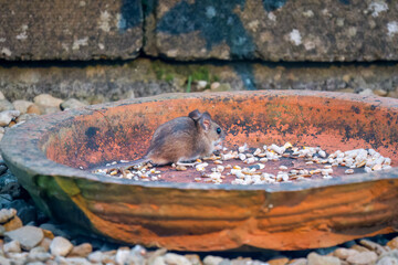 close-up of a wood mouse (long tailed field, Apodemus sylvaticus) feeding in a garden patio area