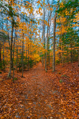 Obraz premium Deserted forest path surrounded by fall trees with fall leaves on the ground on an overcast day near Twin Brook river off the Kancamagus Highway near Conway, New Hampshire