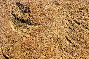 Textured Sand Structure Resembling Plaster, Highlighting Natural Patterns and Organic Forms in a Dry Environment