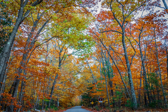 Gravel road surrounded by Fall trees and colours near Albany bridge near North Conway NH with National Forest sign 