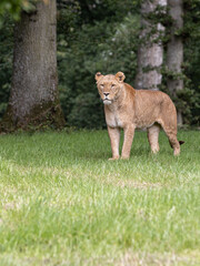 lioness in the grass