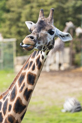 portrait of a giraffe