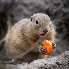 European ground squirrel, Spermophilus citellus, European souslik, gopher. Eating a carrot