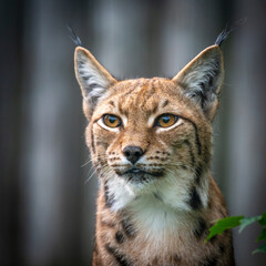 A lynx, a medium-sized wild cat with pointed ears and fur, sits in the grass in the forest. The lynx looks for potential prey or threats in its natural habitat