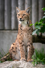 A lynx, a medium-sized wild cat with pointed ears and fur, sits in the grass in the forest. The lynx looks for potential prey or threats in its natural habitat