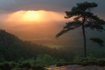 Fototapeta premium Solitary Pine Tree on a Mountaintop at Sunset