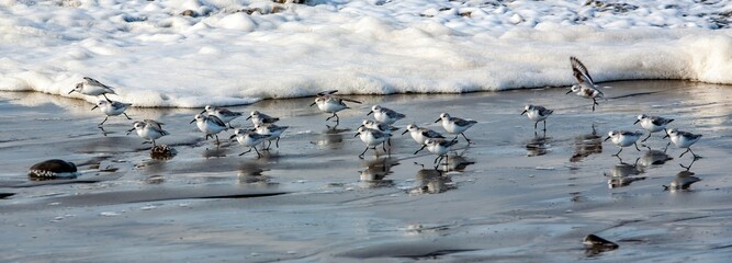 Foam waves chasing sandpipers on the beach at Seaside, Oregon.