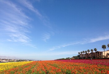 colorful flower field in California under the bright blue sky in Carlsbad  San diego 