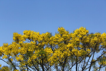 Obraz premium Flores amarelas da arvore