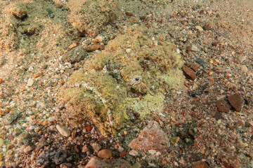 Fish swimming in the Red Sea, colorful fish, Eilat Israel
