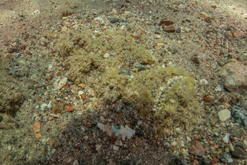 Fish swimming in the Red Sea, colorful fish, Eilat Israel
