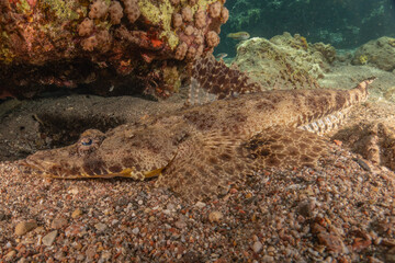 Fish swimming in the Red Sea, colorful fish, Eilat Israel

