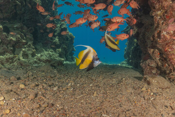 Fish swimming in the Red Sea, colorful fish, Eilat Israel
