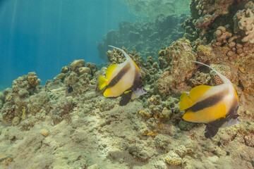 Fish swimming in the Red Sea, colorful fish, Eilat Israel
