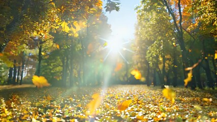Leaves on pathway, sunlight filters through trees, season change scene.