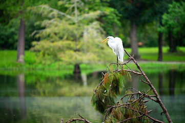 great egret heron