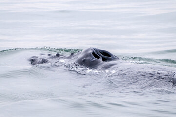 Blowhole and dosal fin of a surfacing whale, in Walvis Bay, Namibia.