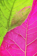 Obraz premium Leaves