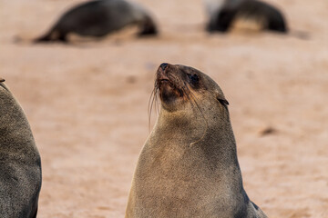 Telephoto portrait of a seal in the Cape Cross seal colony on the Namibian Coast