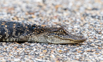 American Alligator with Three Legs