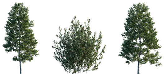 Set of Ilex aquifolium (the holly, English holly, European holly, Christmas holly) frontal set street trees and shrub isolated png in sunny daylight on a transparent background perfectly cutout © Viktoria