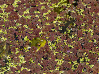 P8060360 green frog, Lithobates clamitans, submerged under floating plants, cECP 2024