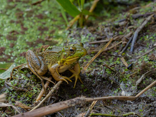 P8060329 green frog, Lithobates clamitans, on the edge of a pond, cECP 2024