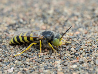 P8080020 sand wasp, Bembix americana, cECP 2024