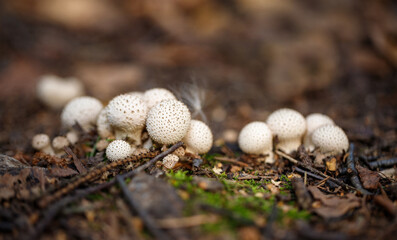 Lycoperdon perlatum in the forest closeup. Common puffball mushroom on brown ground background.