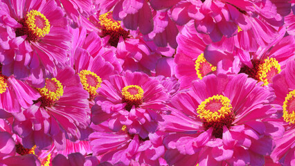 pink chrysanthemum flowers background cool monotone picture walpaper