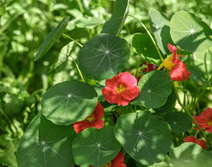 Blooming red nasturtium on a green leaves background. Beautiful annual decorative flower.