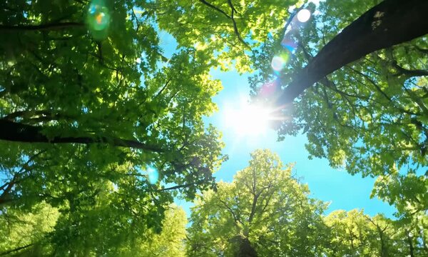 Bottom up view of large green trees with sun shines through the leaves 4k video