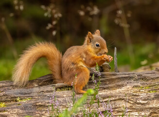 Adorable little scottish red squirrel in the undergrowth in the woodland