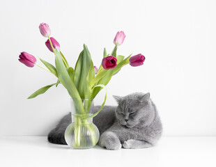 British grey shorthair cat sleeps on a table with bouquet of tulips. Sleeping cat with flowers on white background.