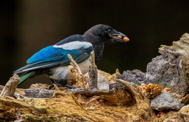 European magpie in the woodland