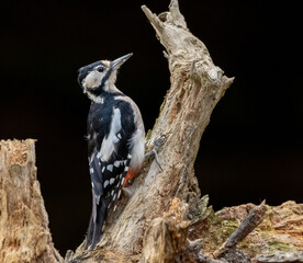 Female great spotted woodpecker perched on the side of a tree stump with black background 