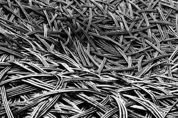 Branches forming an abstract pattern
