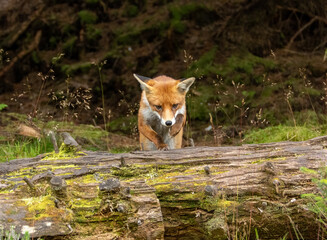 Beautiful young male fox searching in the forest for food