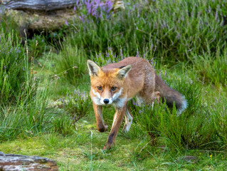 Beautiful young male fox searching in the forest for food