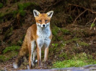 Obraz premium Beautiful young male fox searching in the forest for food