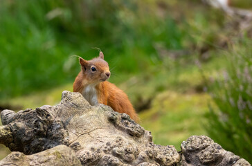 Adorable little scottish red squirrel in the undergrowth in the woodland