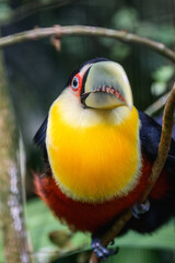Green beaked toucan. High quality photo